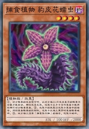 捕食植物 豹皮花蠕虫